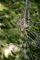 Bobcat (Lynx rufus) kitten climbing Lodgepole pine in the summer, Idaho