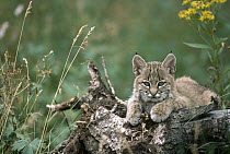 Bobcat (Lynx rufus) kitten, resting on a log in the summer, Idaho