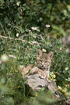 Bobcat (Lynx rufus) kitten resting on a log in the summer, Idaho