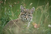 Bobcat (Lynx rufus) kitten in tall spring grass, Idaho