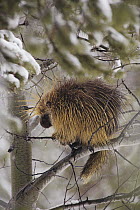 Common Porcupine (Erethizon dorsatum) sitting in a tree in winter, Yellowstone National Park, Wyoming