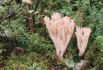 Fungus growing on forest floor in the summer, Alaska