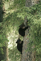 Black Bear (Ursus americanus) two cubs climbing a tree in the spring, Jasper National Park, Alberta, Canada