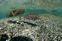 Rainbow Trout (Oncorhynchus mykiss) pair underwater during spring spawning, Idaho