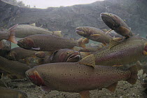 Cutthroat Trout (Oncorhynchus clarki) group in spring, Henry's Lake, Idaho
