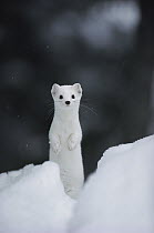 Long-tailed Weasel (Mustela frenata) camouflaged in white winter coat, Idaho