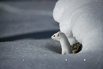 Long-tailed Weasel (Mustela frenata) camouflaged in white winter coat, Idaho