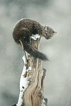 American Marten (Martes americana) in tree during winter snowfall, Idaho