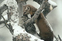 American Marten (Martes americana) in tree with captured Ruffed Grouse (Bonasa umbellus) in the winter, Idaho