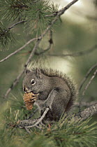 Red Squirrel (Tamiasciurus hudsonicus) feeding on Lodgepole Pine (Pinus contorta) pinecone in the fall, Idaho