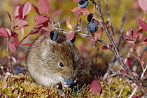 Northern Red-backed Vole (Clethrionomys rutilus) feeding on berries in fall, Alaska