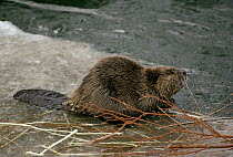 American Beaver (Castor canadensis) chewing on twigs, Salmon River, Idaho