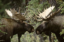 Alaska Moose (Alces alces gigas) pair of males confronting each other in the fall, Alaska
