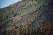 Yellowstone fire, path of forest fire on wooded mountainside, Yellowstone National Park, Wyoming