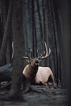 Elk (Cervus elaphus) bull resting on burned forest floor and bugling, Yellowstone Fire, Yellowstone National Park, Wyoming