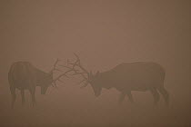 Elk (Cervus elaphus) pair of bulls fighting in smoke from Yellowstone forest fire, Yellowstone National Park, Wyoming