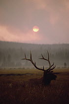 Elk (Cervus elaphus) resting in tall grass with smoke from Yellowstone forest fire, Yellowstone National Park, Wyoming