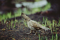 Ruffed Grouse (Bonasa umbellus) on fire burnt forest floor, with sprouting new growth vegetation, Yellowstone National Park, Wyoming