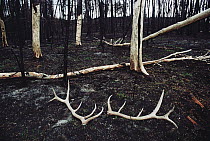 Elk (Cervus elaphus) shed antlers lying on burned forest floor after Yellowstone fire, Yellowstone National Park, Wyoming