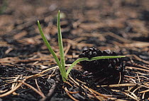 Yellowstone fire, sprouting wildflower near burnt Lodgepole pine cone, Yellowstone National Park, Wyoming