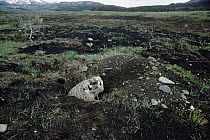American Badger (Taxidea taxus) and new growth in meadow, burned by forest fire, Yellowstone National Park, Wyoming