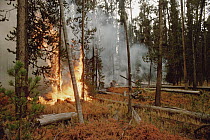 Yellowstone fire, burning forest, Yellowstone National Park, Wyoming