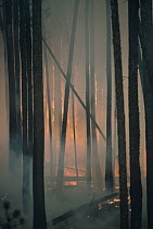 Yellowstone fire, burning Lodgepole pine forest, Yellowstone National Park, Wyoming