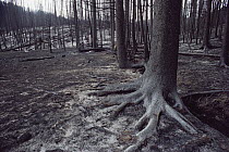 Yellowstone fire, severely burned forest, Yellowstone National Park, Wyoming