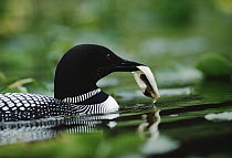 Common Loon (Gavia immer) adult carries the egg membrane of its recently hatched chick to drop into deep water, Wyoming
