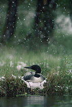 Common Loon (Gavia immer) parent incubating its clutch undeterred by a late spring snowfall, Wyoming