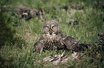 Great Gray Owl (Strix nebulosa) on forest floor with captured Northern Pocket Gopher (Thomomys talpoides) at its feet, Idaho