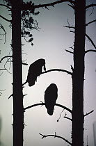 Great Gray Owl (Strix nebulosa) pair silhouetted in tree with captured Northern Pocket Gopher (Thomomys talpoides), Idaho