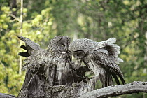 Great Gray Owl (Strix nebulosa) pair on nest, male with Northern Pocket Gopher (Thomomys talpoides), Idaho