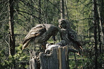 Great Gray Owl (Strix nebulosa) female feeding rodent to chicks while male watches, Idaho