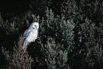 Great Gray Owl (Strix nebulosa) in blonde phase perching in tree, Idaho