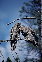 Great Gray Owl (Strix nebulosa) couple allopreening during courtship, Idaho