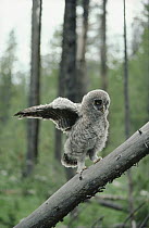 Great Gray Owl (Strix nebulosa) five week old chick climbs fallen branches to perch high in trees, Idaho