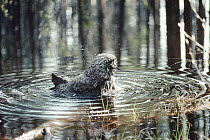 Great Gray Owl (Strix nebulosa) male bathing in a stream on a hot July day, Idaho