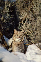 Bobcat (Lynx rufus) adult in snow, Idaho