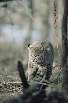 Bobcat (Lynx rufus) scratching claws on log, Idaho
