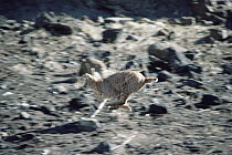Bobcat (Lynx rufus) running across rocky ground, Idaho