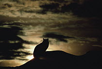 Bobcat (Lynx rufus) silhouetted at sunset, Idaho