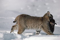 Bobcat (Lynx rufus) carrying dead Muskrat (Ondatra zibethicus) prey in winter, Idaho. Sequence 4 of 4