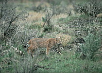 Bobcat (Lynx rufus) carrying prey in the summer, Idaho