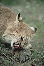 Bobcat (Lynx rufus) feeding on squirrel in the summer, Idaho