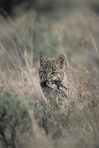 Bobcat (Lynx rufus) carrying dead bird in the summer, Idaho