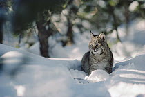 Bobcat (Lynx rufus) adult resting in snow in the winter, Idaho