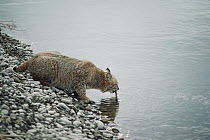 Bobcat (Lynx rufus) drinking from lake in the summer, Idaho