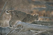 Bobcat (Lynx rufus) shaking off water, Idaho