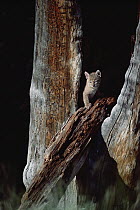 Bobcat (Lynx rufus) kitten in tree nook in the summer, Idaho